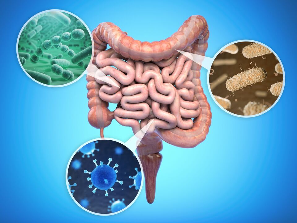 Beneficial bacteria in the gut